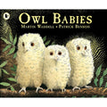 Owl Babies